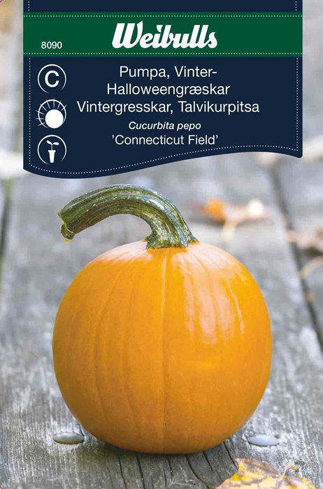Halloweengræskar 'Connecticut Field'